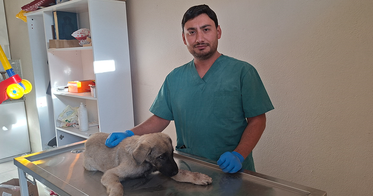 Yaralı sokak köpeğine belediye sahip çıktı
