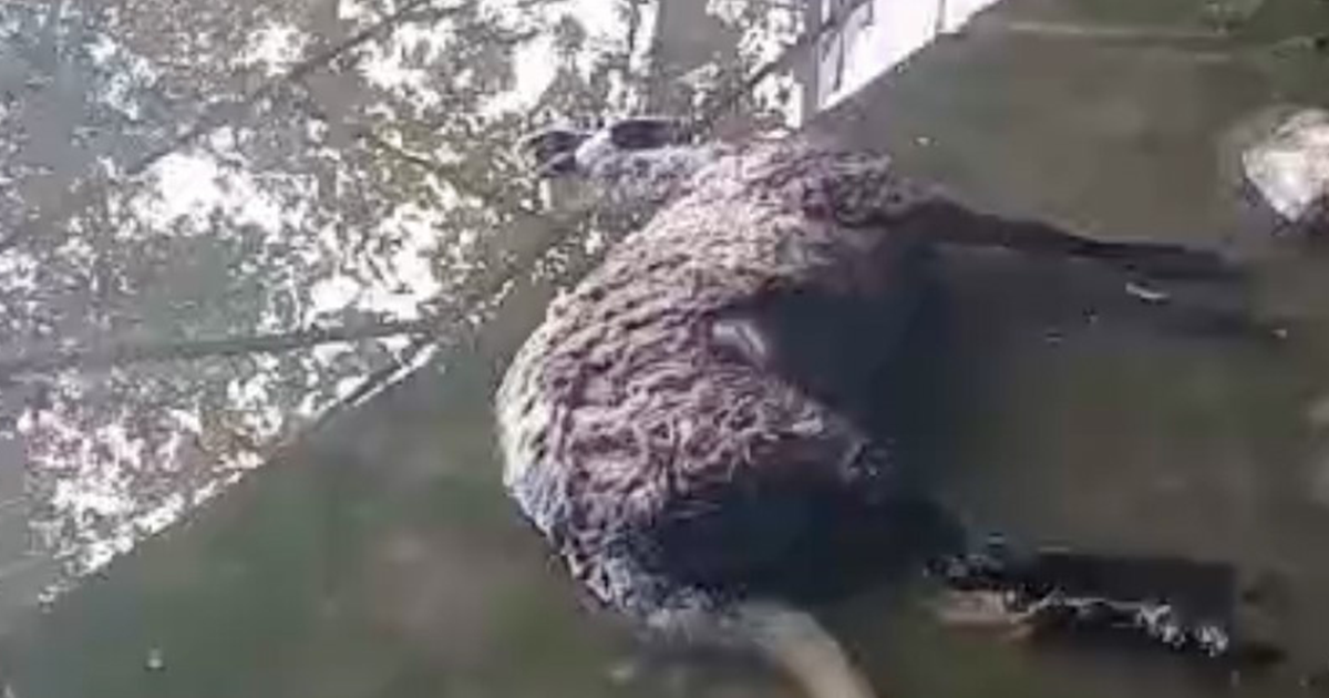 Başıboş köpekler koyunları telef etti