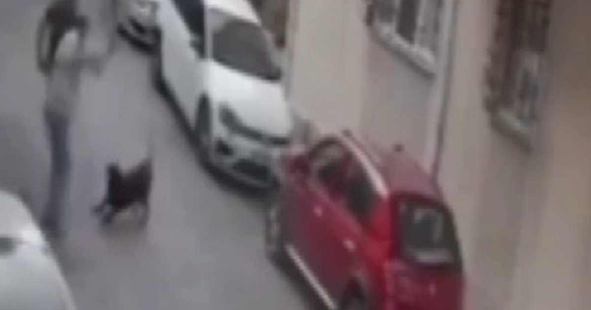 Köpeğe kemerli şiddet