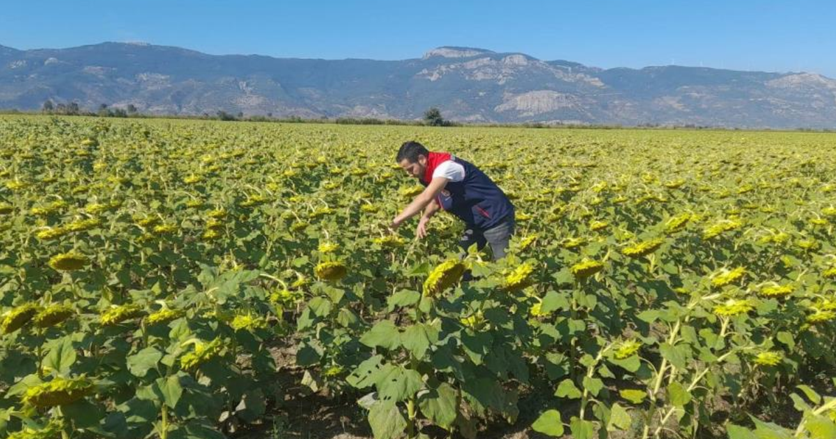 Söke’de 2025 yılı destekleme ürün çalışmaları yapıldı