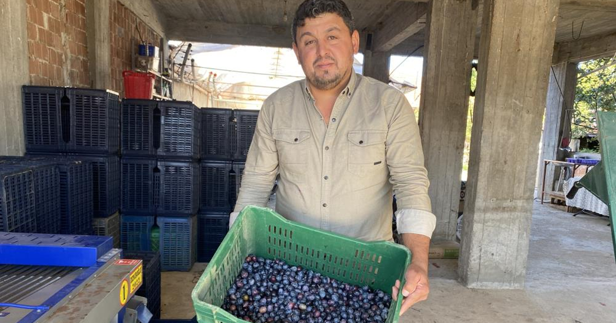 Zeytinde rekolte düşük, kalite yüksek