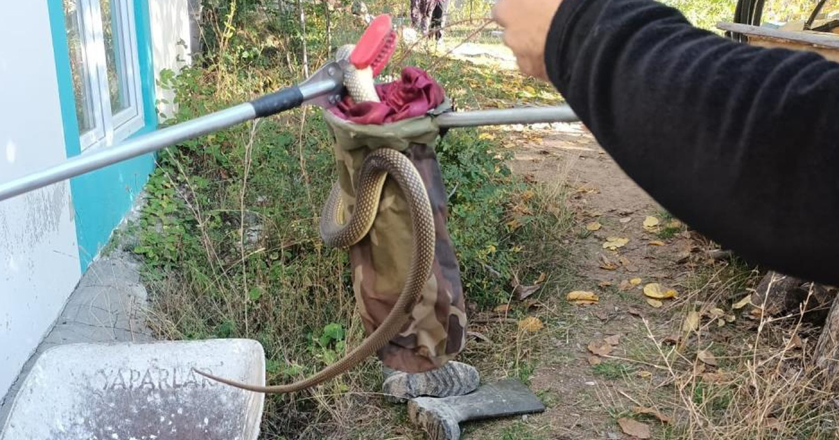  Eve giren yılan paniğe neden oldu