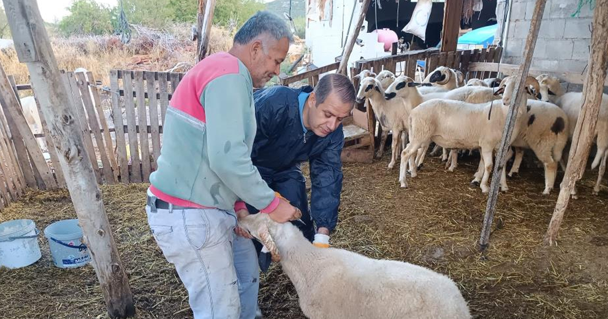 Menteşe’de şap aşısı kampanyası hız kesmiyor