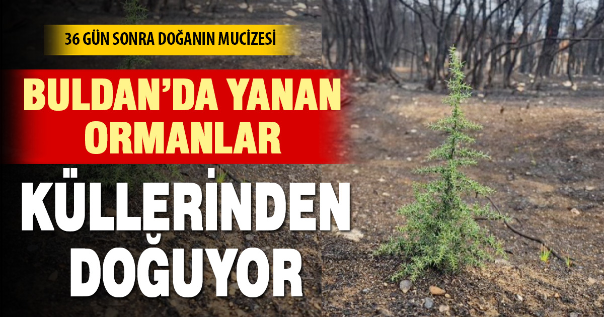 36 Gün Sonra Hayat Yeniden Filizlendi
