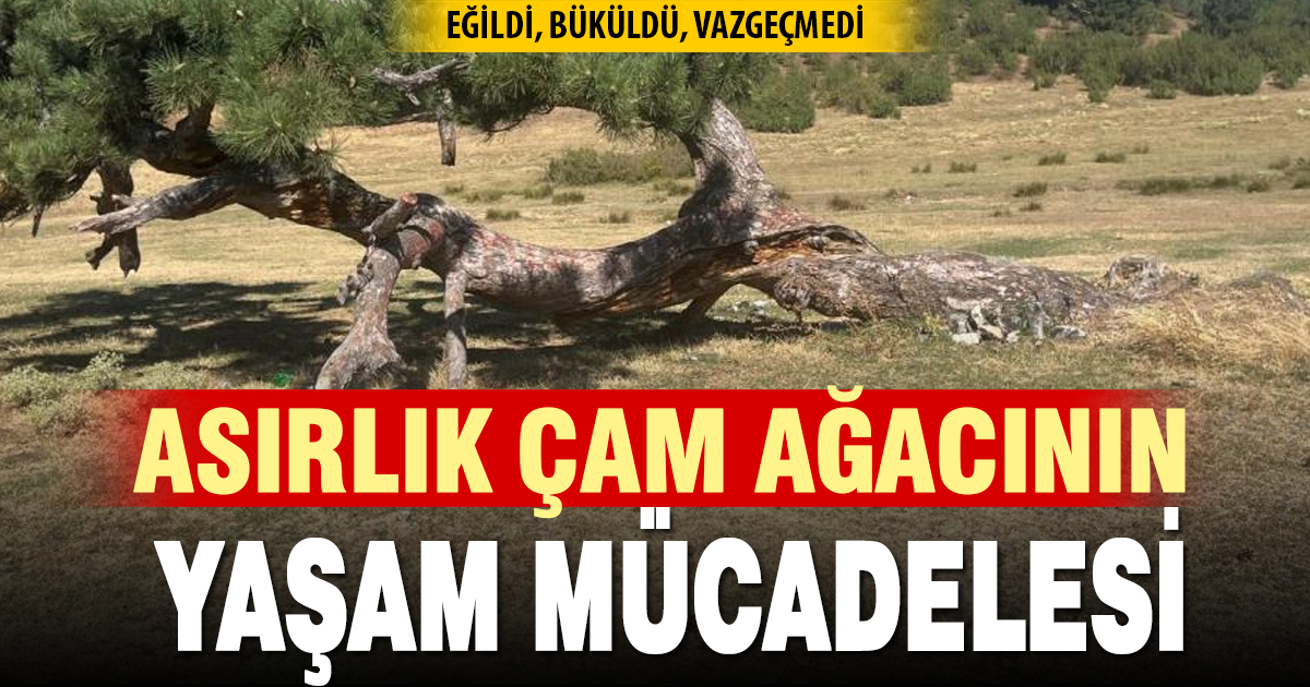 Asırlık çamın yaşam mücadelesi