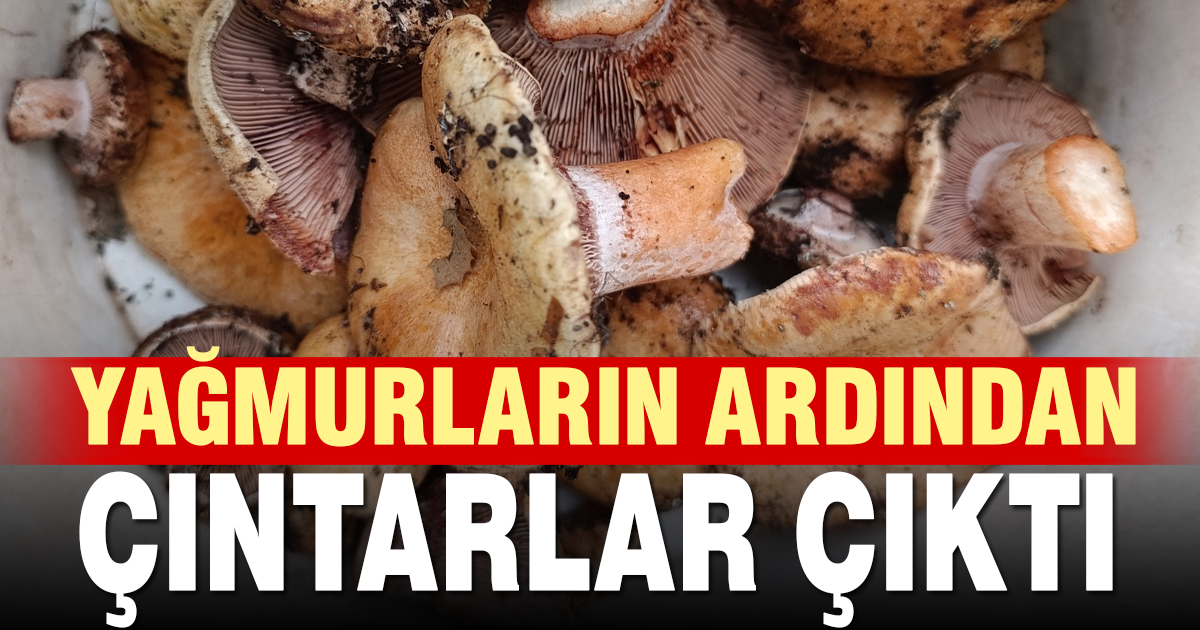 Denizli’de çıntar mevsimi başladı