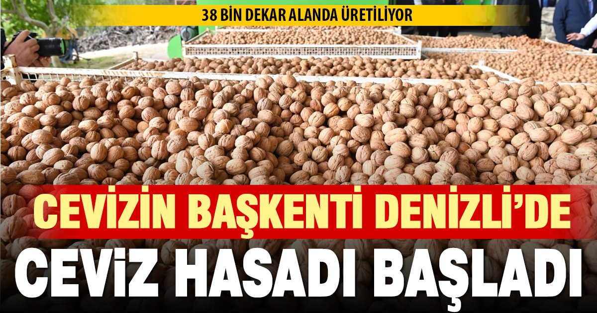 Denizli’de sezonun ilk ceviz hasadı Tavas’ta yapıldı