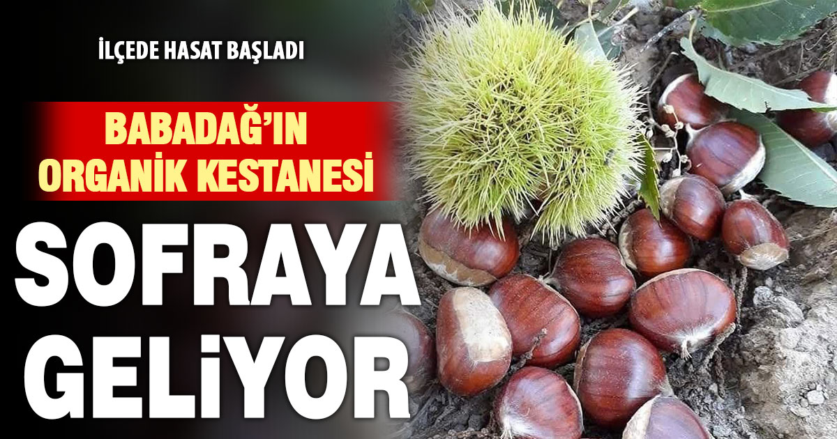 Babadağ’ın organik kestanesinde hasat başladı