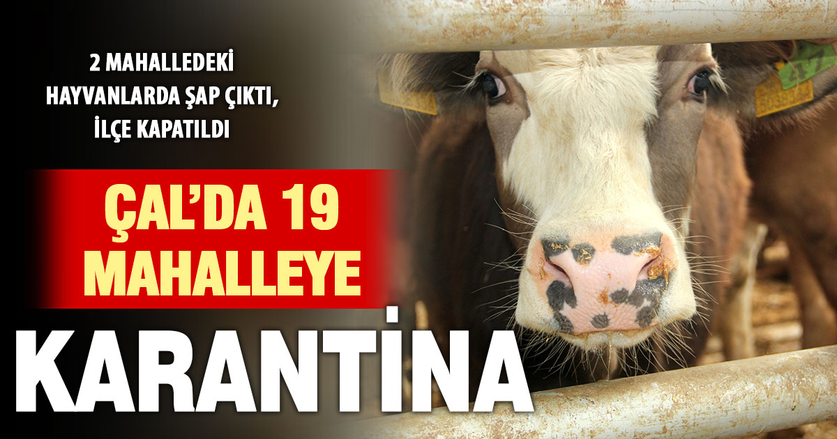 Çal’da 2 mahallede şap tespit edilmesi üzerine 19 mahalle karantinaya alındı 