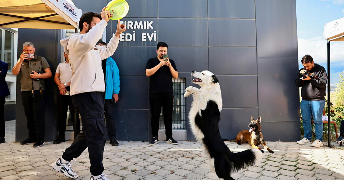 Sokak hayvanları için belediyeler birlik oldu