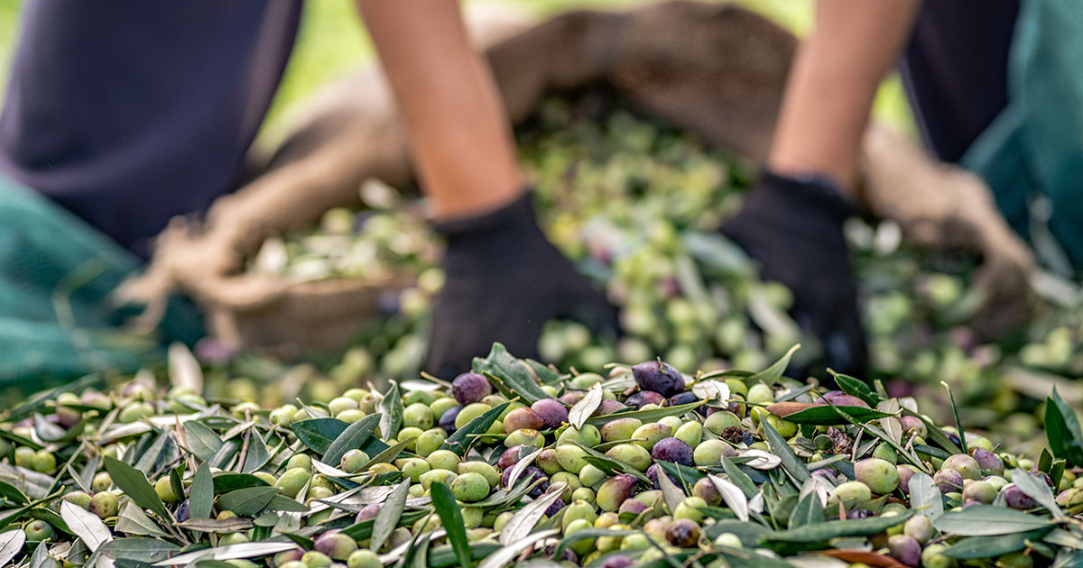 Sofralık zeytin ihracatında tarihi rekor