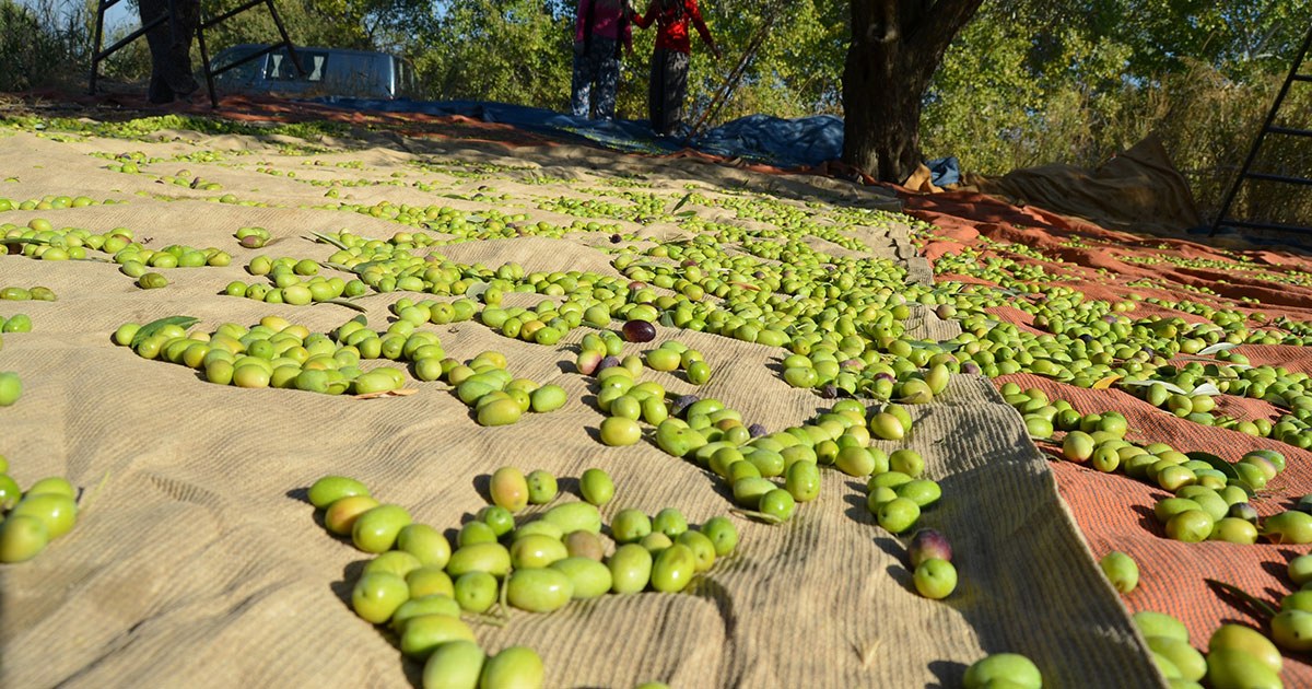 Sofralık zeytin ihracatında artış
