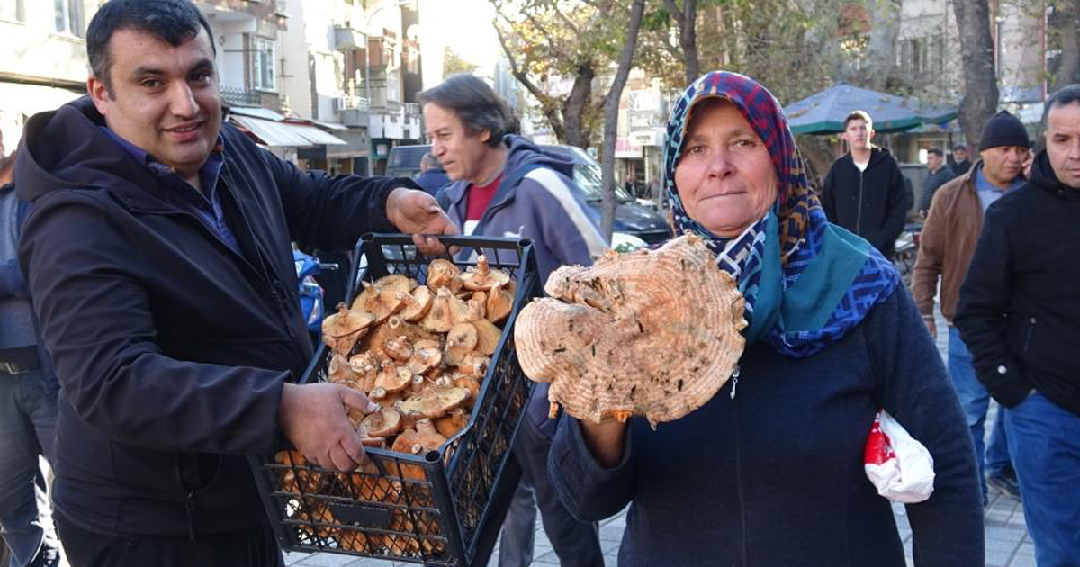 Melki mantarı çoğaldı, fiyatlar düştü 