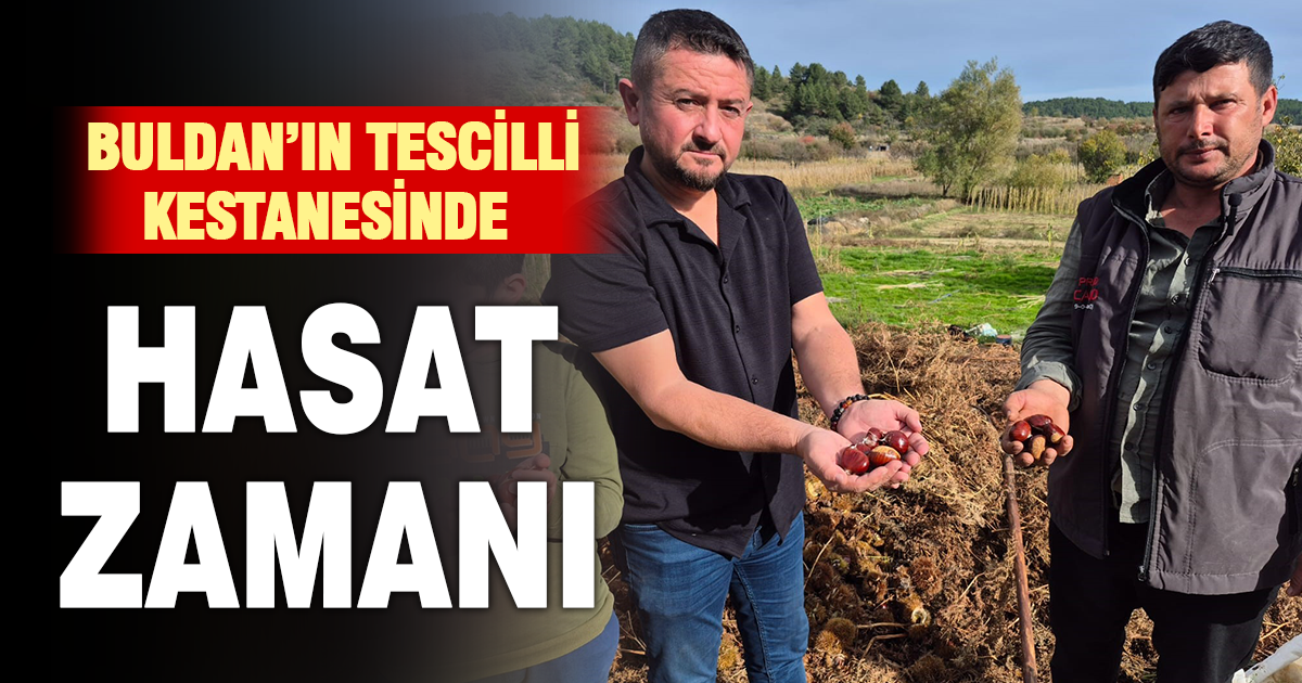 Buldan’ın tescilli kestanesinde hasat zamanı