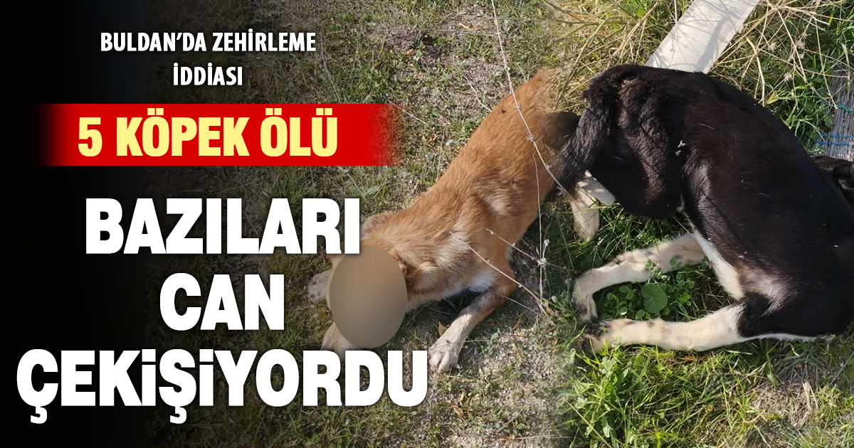 Buldan’da yol kenarında ölü köpekler bulundu
