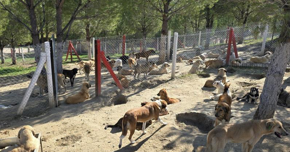 İlçelerdeki sahipsiz köpekler toplanıyor 