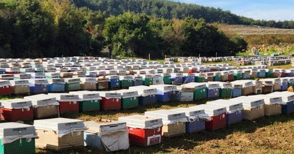 Söke’de arılı kovan tespiti yapıldı