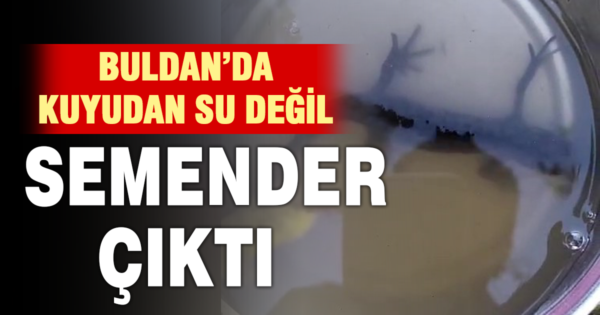 Su çektiği kuyudan semenderler çıktı 