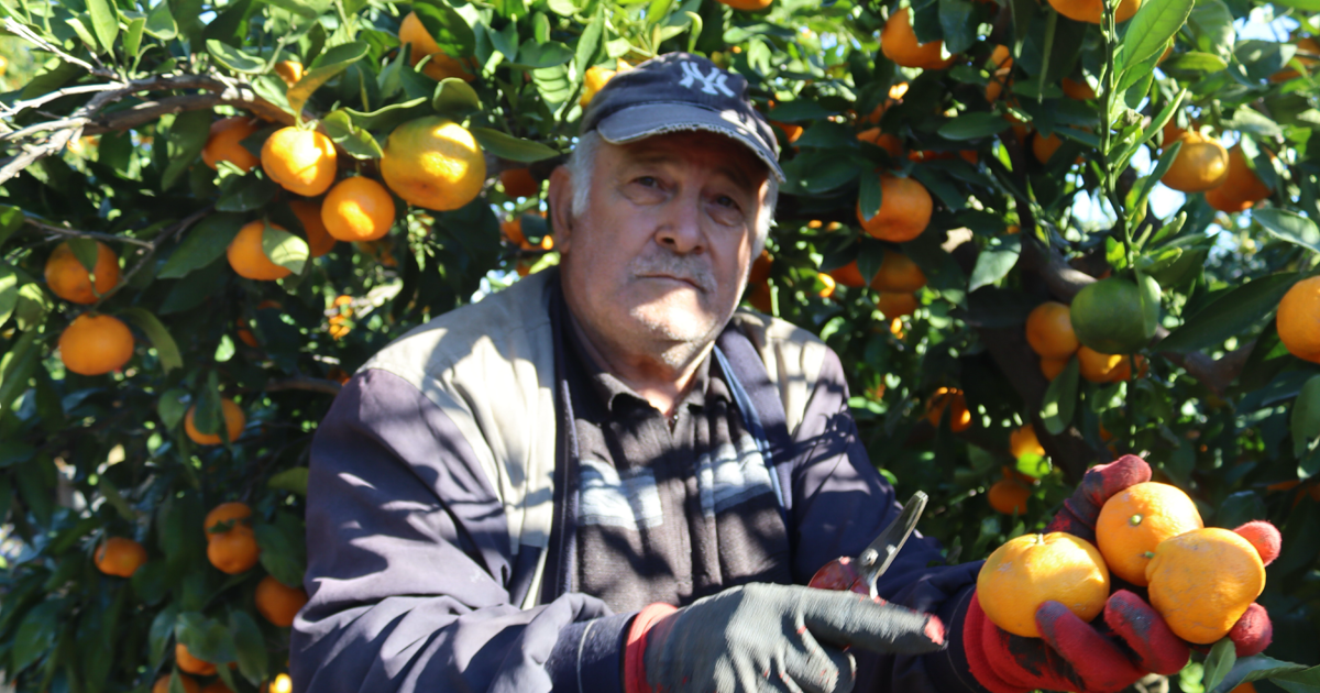 Satsuma mandalinasında hasat bolluğu 