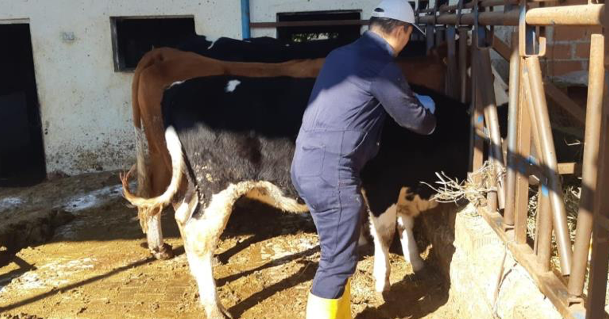 Aydın’da şap hastalığına karşı aşılama çalışmaları sürüyor 