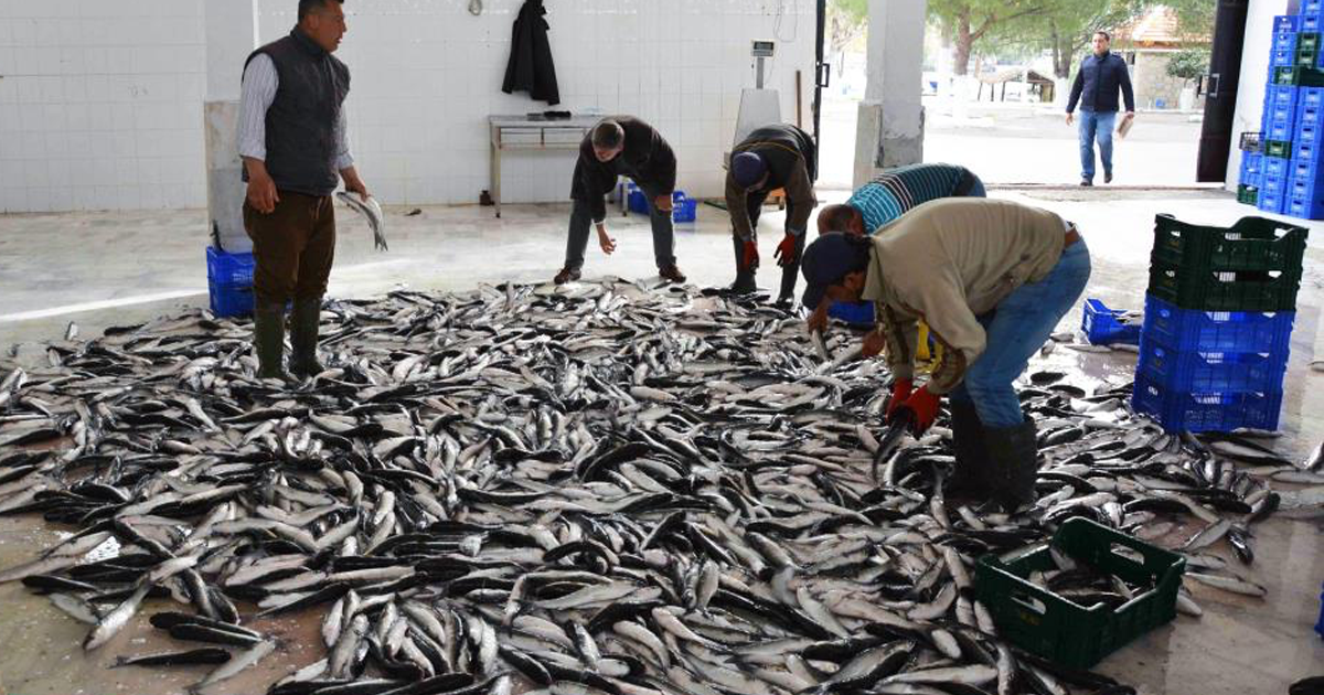  Muğla’dan 10 ayda 618 milyon dolar balık ihracatı 