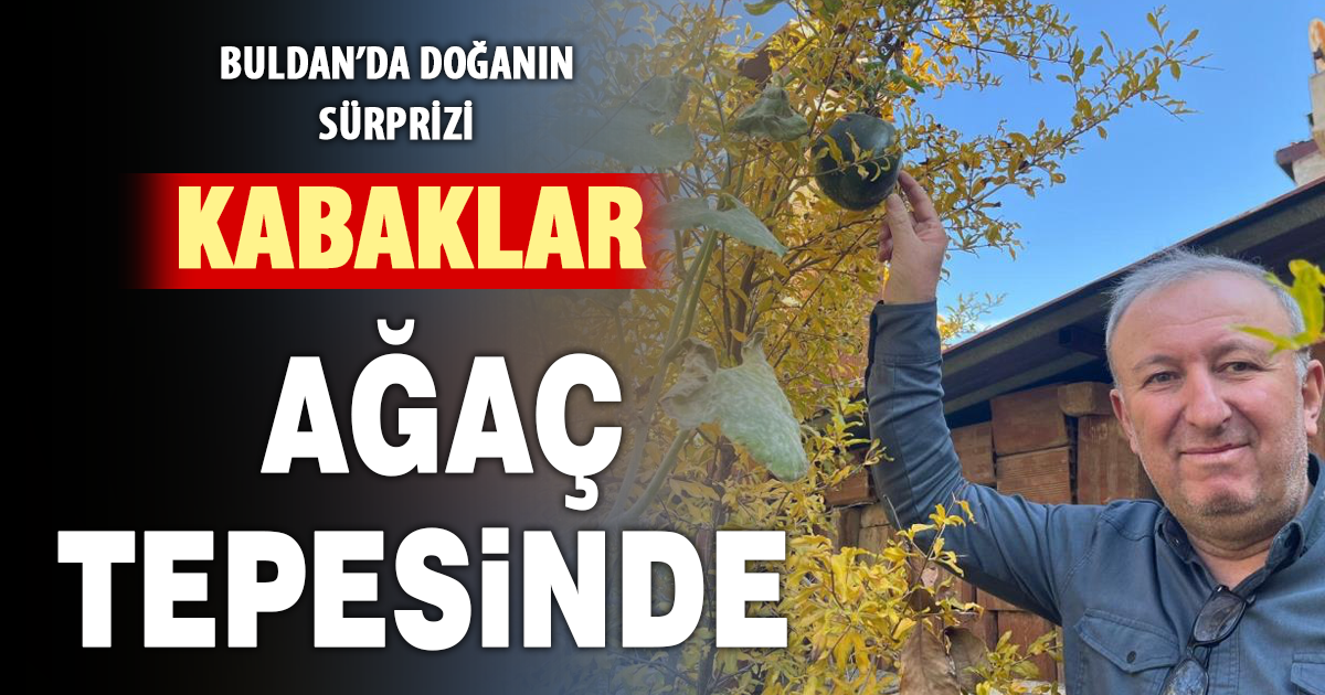 Bahçeye ektiği kabak, nar ağacının tepesinde meyve verdi 