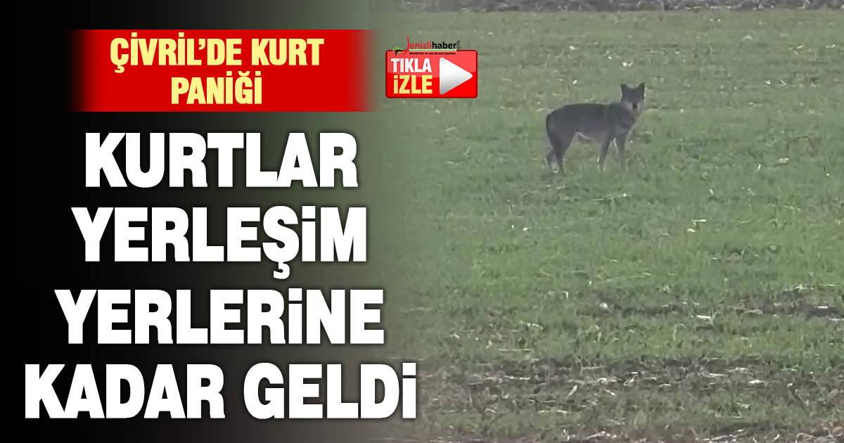 Popülasyonu artan kurtlar köylere indi