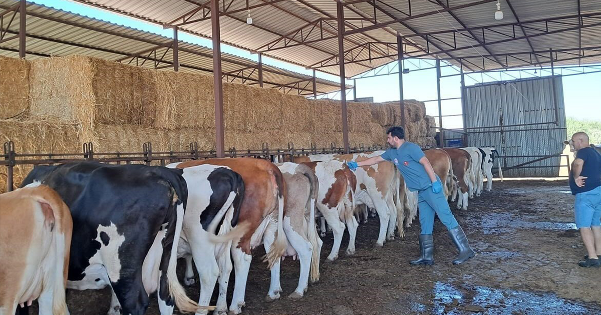 Söke’de şap hastalığı nedeniyle hayvan hareketlerine kısıtlama getirildi
