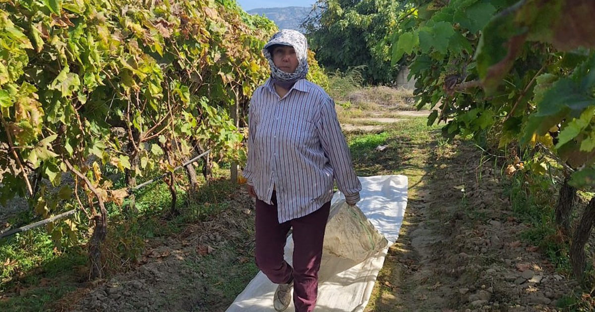 Bağlarda örtü toplama mesaisi başladı
