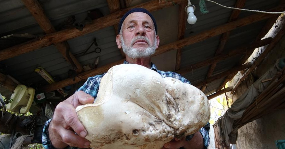 Kütahya’da 3 kilo dev mantar bulundu