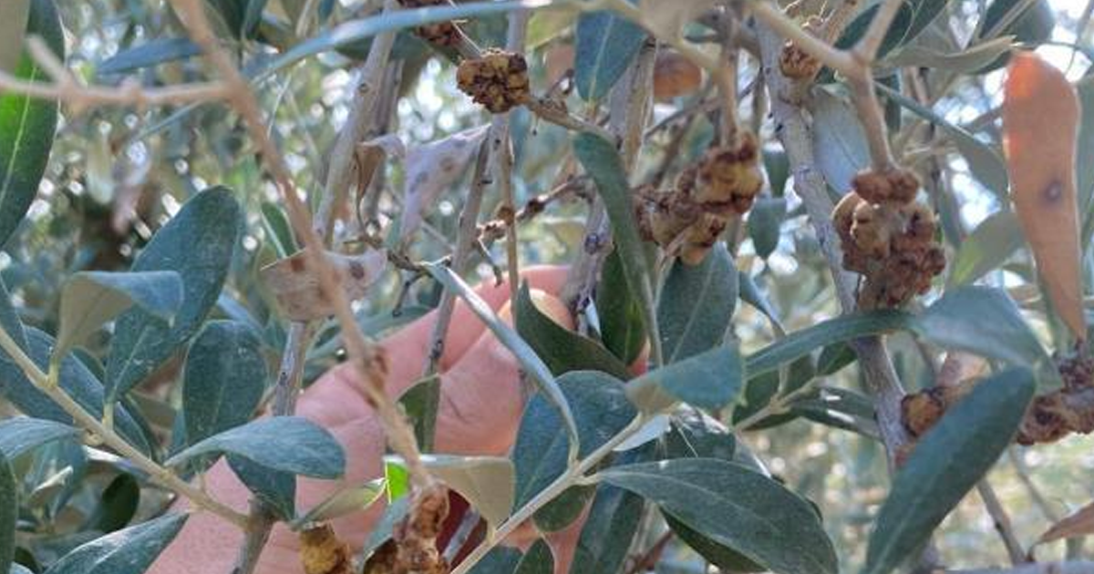  Salihli’de üreticilere zeytin dal kanseri uyarısı