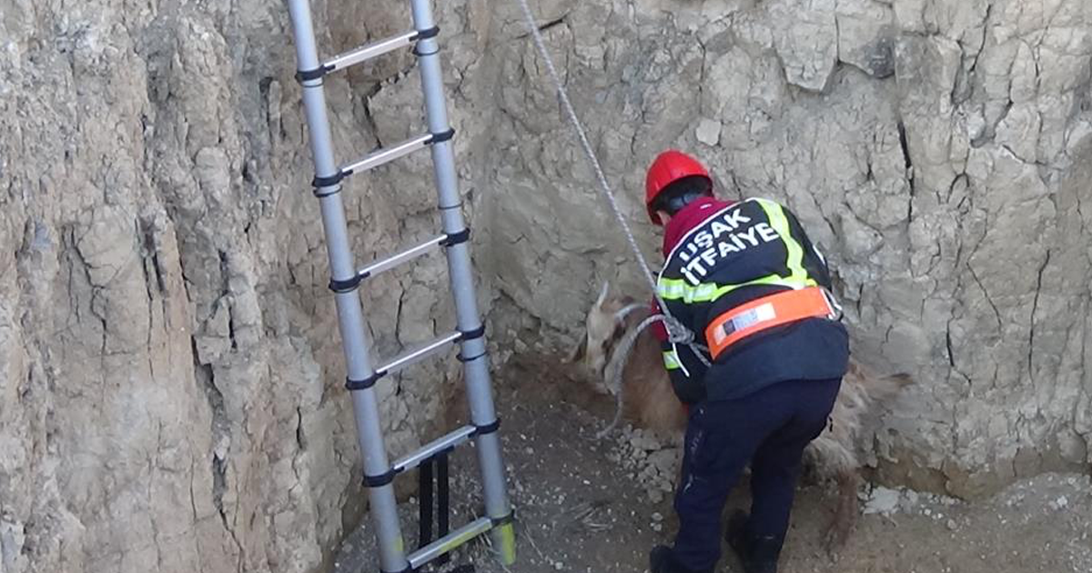 Dört metrelik çukura düşen keçi itfaiyece kurtarıldı 