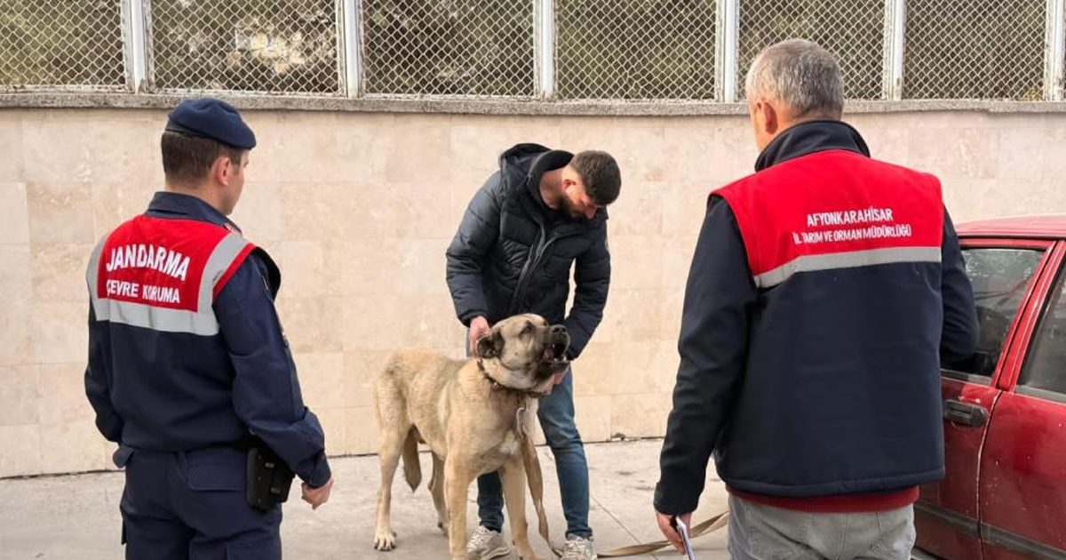 Köpek dövüştüren şahıslara jandarma baskını:12 gözaltı