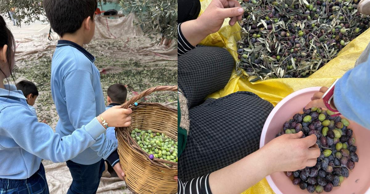 Minikler zeytinin ağaçtan sofraya uzanan serüvenini uygulamalı öğrendi
