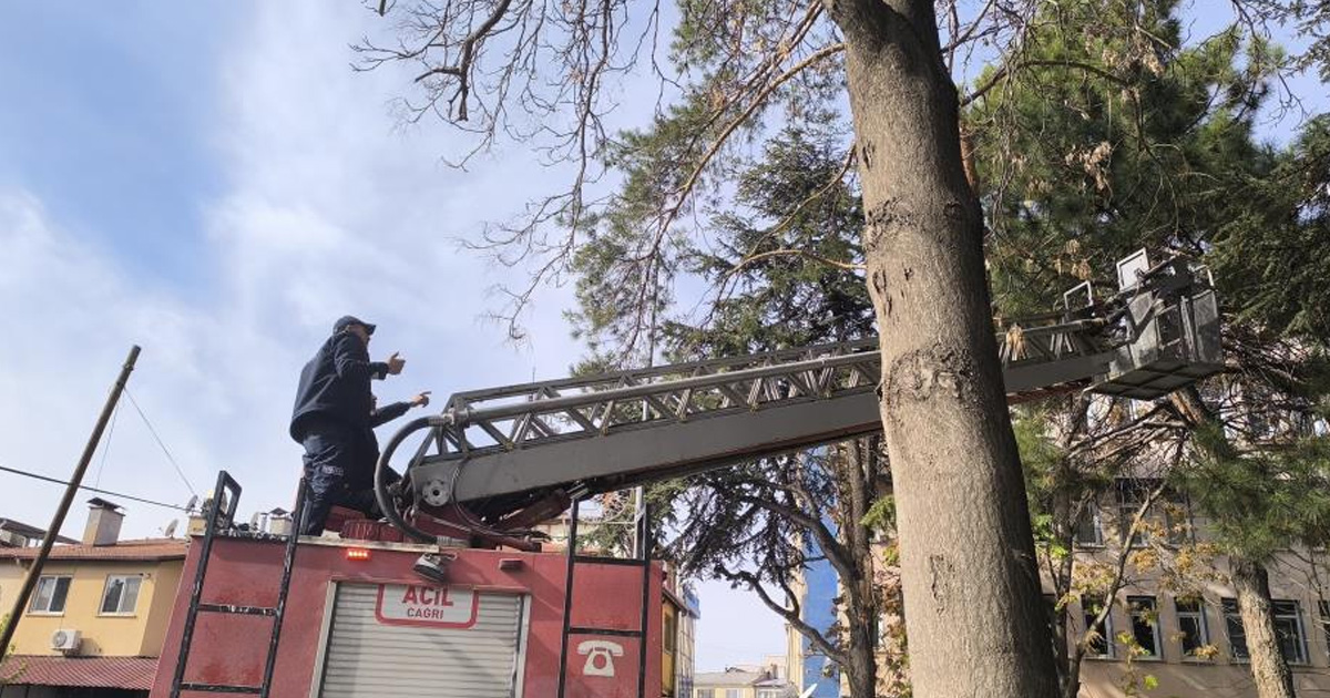 İtfaiyeden su fışkırtma tekniğiyle kedi kurtarma operasyonu