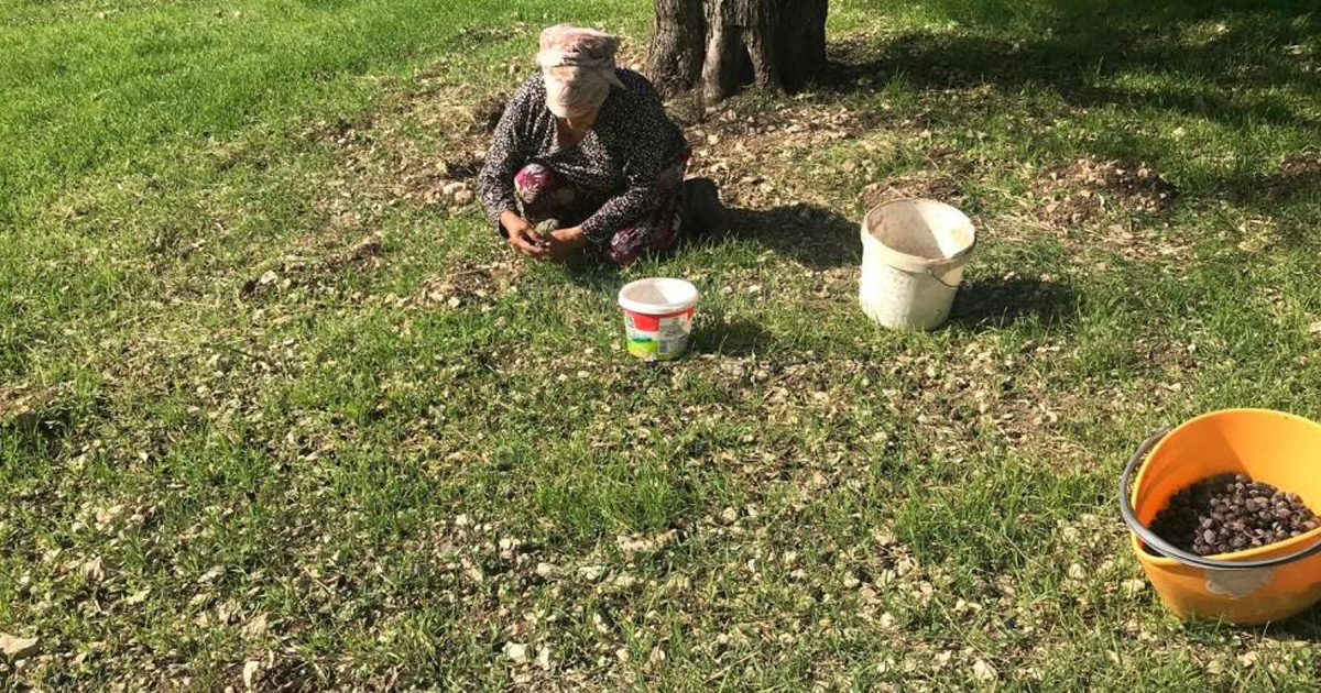 Zeytinin en doğal hali: Karaburun Furma Zeytini hasadı başladı