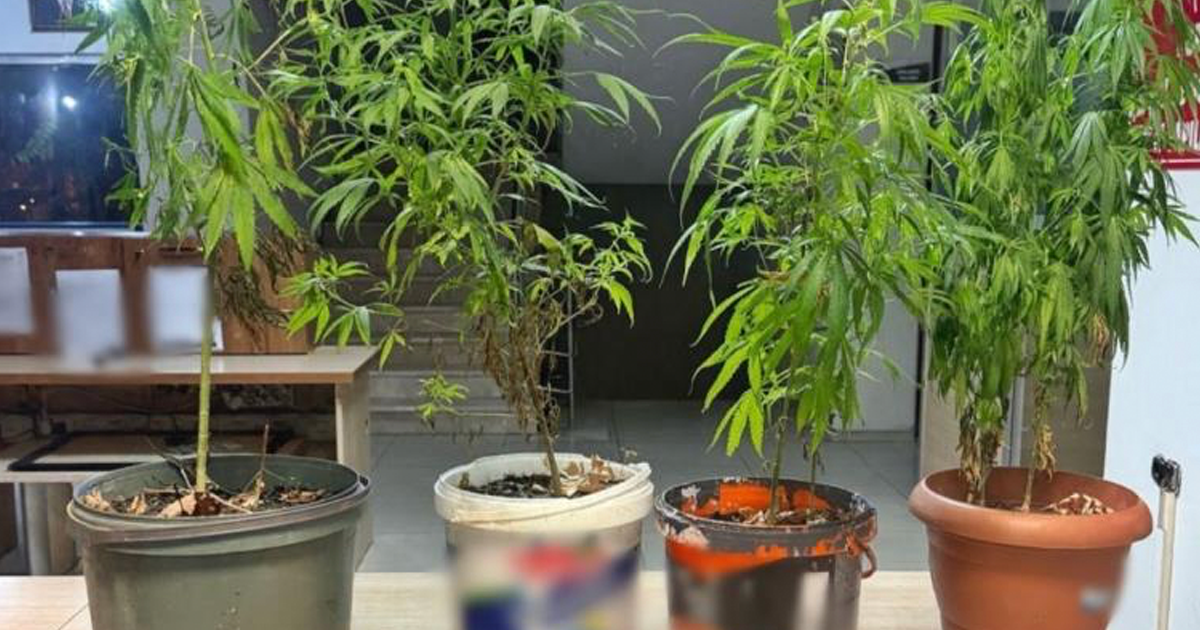 Polis saksılar da yetiştirilen kenevir ele gecirdi 