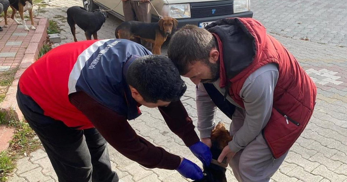 Emet’te sahipli kedi ve köpeklere mikroçip ve kuduz aşısı uygulaması 