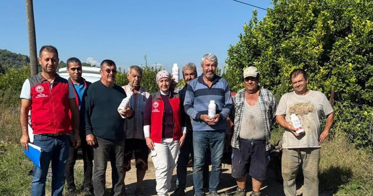 Ortaca’da narenciye bahçelerinde zararlılara karşı mücadele sürüyor