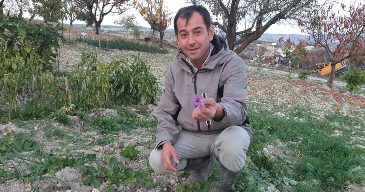 Demirci’de safran çiçeği yetiştirildi