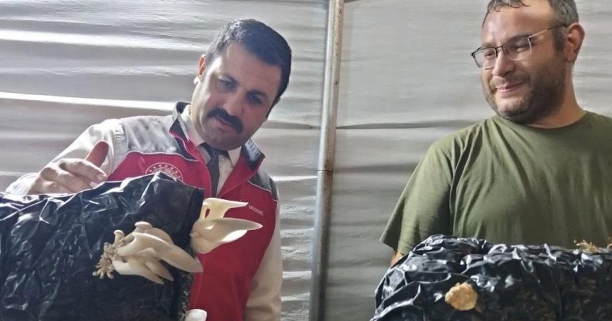 Menteşe’de istiridye mantarı üretimine yerinde denetim