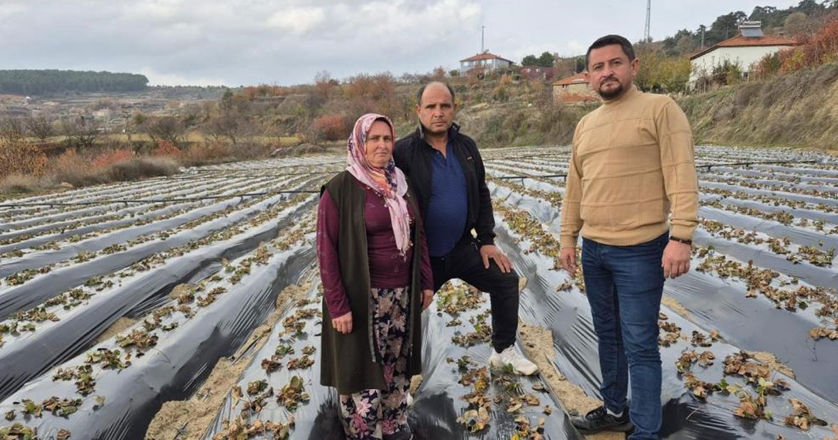 Çilek üreticisi yaza hazırlanıyor