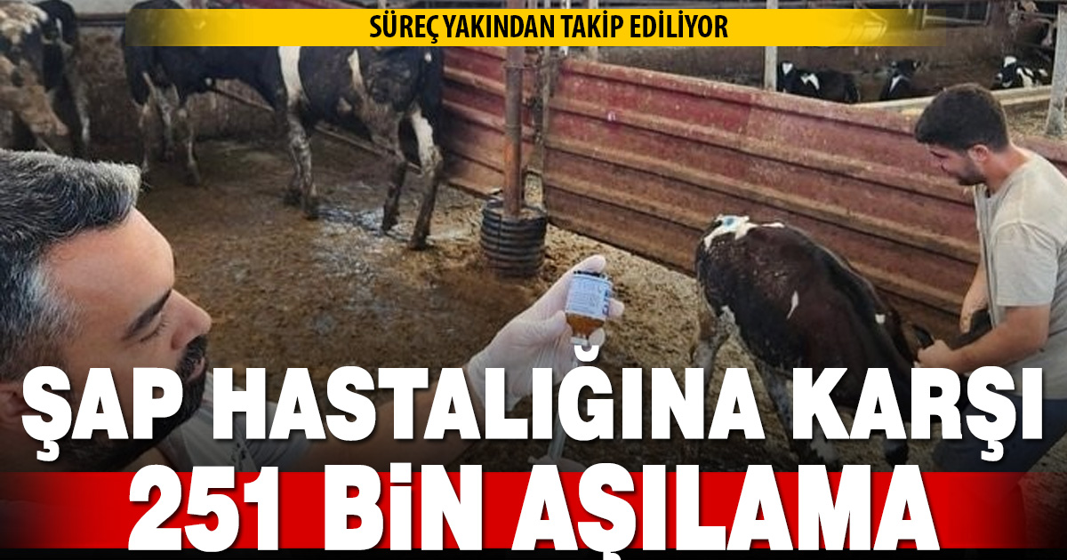 Denizli’de 251 bin hayvan şap hastalığına karşı aşılandı