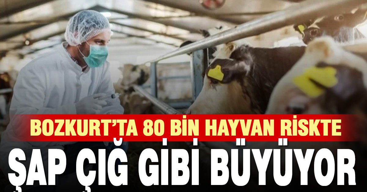 Bozkurt’ta Şap Hastalığı Alarmı: Hastalık Çığ Gibi Büyüyor