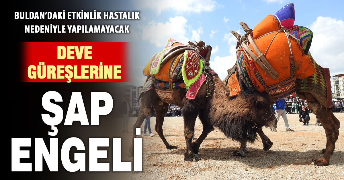 Buldan deve güreşlerine şap engeli  