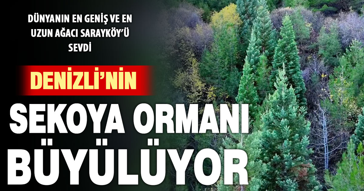 Denizli’ye kazandırılan sekoya ormanı, 20’nci yılında sonbaharda büyülüyor