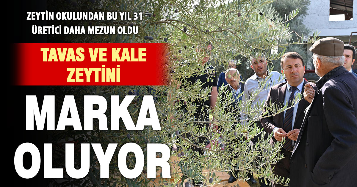 Tavas ve Kale’de üretici bilinçleniyor: Zeytin marka oluyor