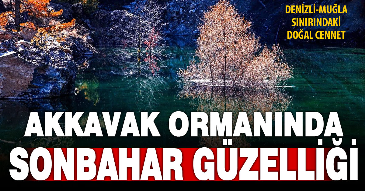 Çameli’ndeki kavak ormanı sonbaharda büyüleyici güzelliğe kavuştu