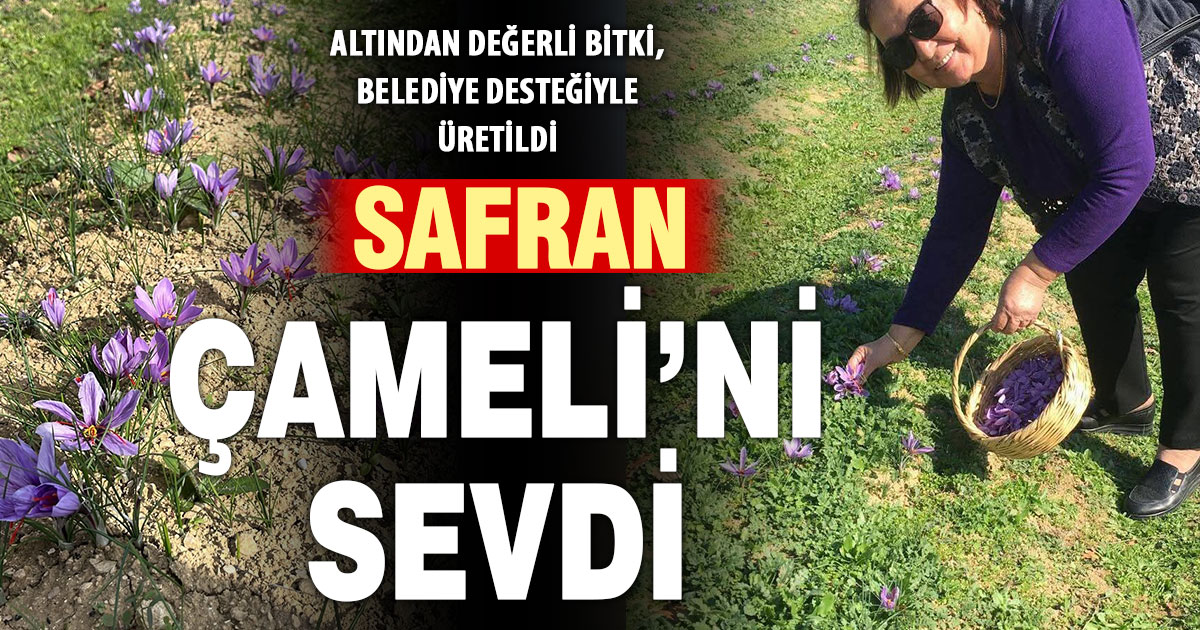 Çameli’nde safran deneme üretimi başarılı sonuçlandı