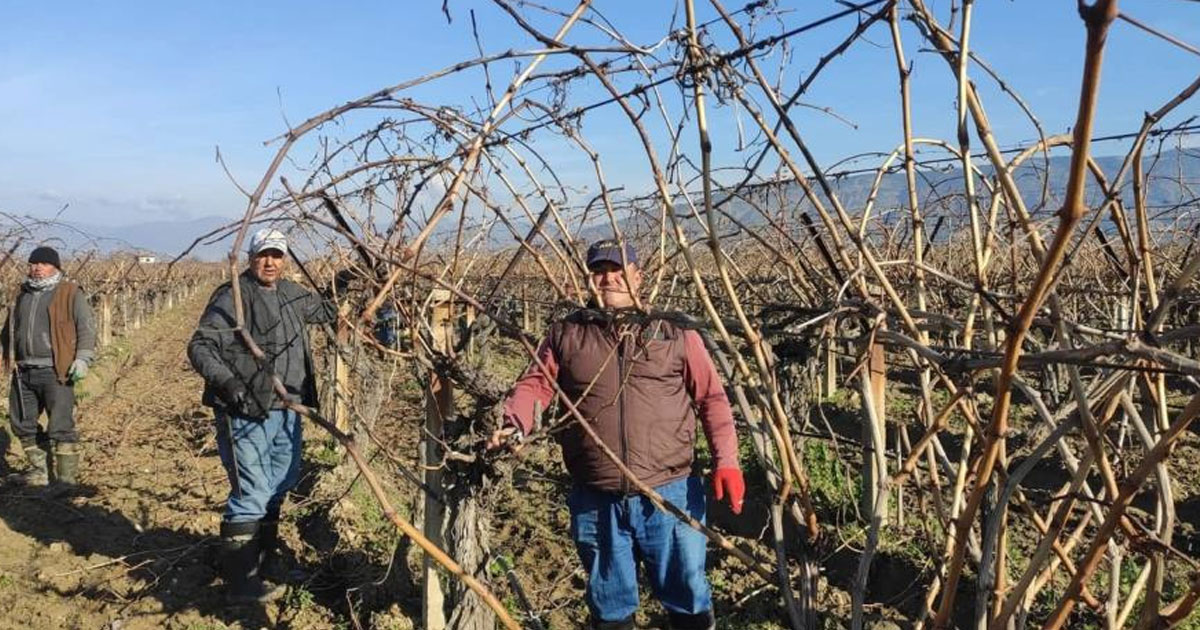 Bağ budama yevmiyesi 1500 TL oldu